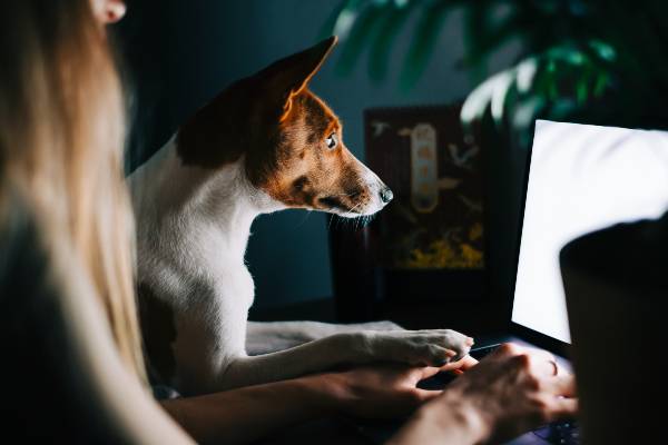 SEO for Dog Breeders