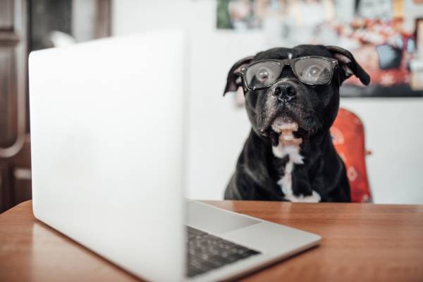 SEO for Dog Breeders