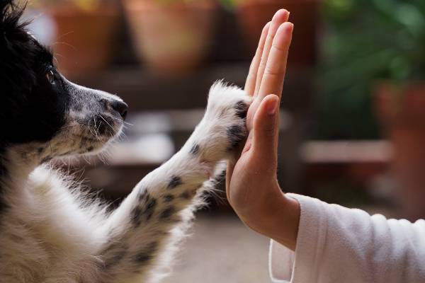 SEO for Dog Breeders » seo for dog breeders