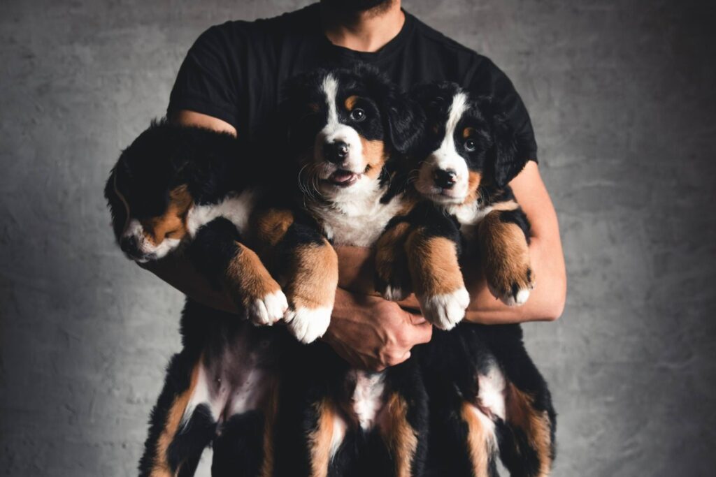 SEO for Dog Breeders
